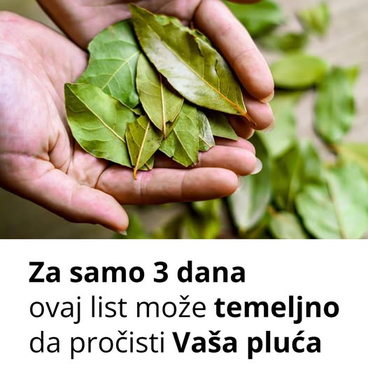 Ovaj list je u stanju da temeljno očisti pluća za samo 3 dana! - featured image