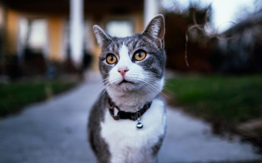 Rešite se komšijskih mačaka koje vam prave haos po dvorištu: Evo kako najbolje da ih oterate na human način - featured image