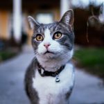 Rešite se komšijskih mačaka koje vam prave haos po dvorištu: Evo kako najbolje da ih oterate na human način Rešite se komšijskih mačaka koje vam prave haos po dvorištu: Evo kako najbolje da ih oterate na human način - featured image