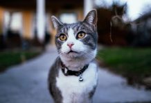 Rešite se komšijskih mačaka koje vam prave haos po dvorištu: Evo kako najbolje da ih oterate na human način Rešite se komšijskih mačaka koje vam prave haos po dvorištu: Evo kako najbolje da ih oterate na human način - featured image