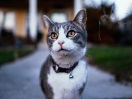 Rešite se komšijskih mačaka koje vam prave haos po dvorištu: Evo kako najbolje da ih oterate na human način Rešite se komšijskih mačaka koje vam prave haos po dvorištu: Evo kako najbolje da ih oterate na human način - featured image