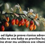 Čaj od šipka je prava riznica zdravlja, ali niko ne zna kako se pravilno kuha: Jedna stvar mu uništava sve vitamine Čaj od šipka je prava riznica zdravlja, ali niko ne zna kako se pravilno kuha: Jedna stvar mu uništava sve vitamine - featured image