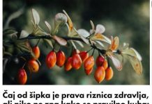 Čaj od šipka je prava riznica zdravlja, ali niko ne zna kako se pravilno kuha: Jedna stvar mu uništava sve vitamine Čaj od šipka je prava riznica zdravlja, ali niko ne zna kako se pravilno kuha: Jedna stvar mu uništava sve vitamine - featured image