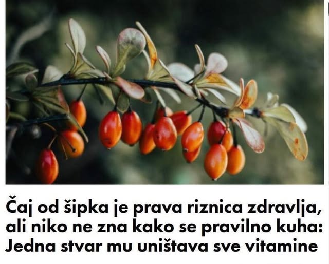 Čaj od šipka je prava riznica zdravlja, ali niko ne zna kako se pravilno kuha: Jedna stvar mu uništava sve vitamine - featured image