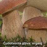 ČUDOTVORNA GLJIVA: VRGANJ KAO LIJEK ČUDOTVORNA GLJIVA: VRGANJ KAO LIJEK - featured image