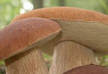 ČUDOTVORNA GLJIVA: VRGANJ KAO LIJEK ČUDOTVORNA GLJIVA: VRGANJ KAO LIJEK - featured image