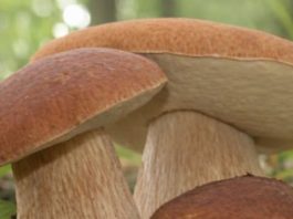 ČUDOTVORNA GLJIVA: VRGANJ KAO LIJEK ČUDOTVORNA GLJIVA: VRGANJ KAO LIJEK - featured image