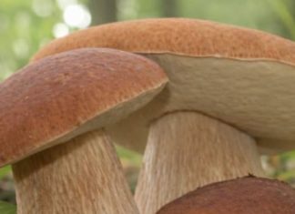 ČUDOTVORNA GLJIVA: VRGANJ KAO LIJEK ČUDOTVORNA GLJIVA: VRGANJ KAO LIJEK - featured image