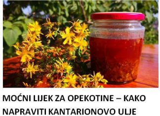 MOĆNI LIJEK ZA OPEKOTINE – KAKO NAPRAVITI KANTARIONOVO ULJE Prirodni eliksir koji smiruje kožu, ubrzava zarastanje rana i njeguje dubinski! MOĆNI LIJEK ZA OPEKOTINE – KAKO NAPRAVITI KANTARIONOVO ULJE Prirodni eliksir koji smiruje kožu, ubrzava zarastanje rana i njeguje dubinski! - featured image