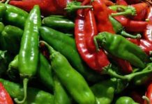 Hrana koja liječi: Ljuta papričica čudo od namirnice, evo za šta je sve dobra Hrana koja liječi: Ljuta papričica čudo od namirnice, evo za šta je sve dobra - featured image