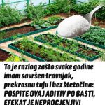 To je razlog zašto svake godine imam savršen travnjak, prekrasnu tuju i bez štetočina: POSPITE OVAJ ADITIV PO BAŠTI, EFEKAT JE NEPROCJENJIV To je razlog zašto svake godine imam savršen travnjak, prekrasnu tuju i bez štetočina: POSPITE OVAJ ADITIV PO BAŠTI, EFEKAT JE NEPROCJENJIV - featured image