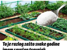 To je razlog zašto svake godine imam savršen travnjak, prekrasnu tuju i bez štetočina: POSPITE OVAJ ADITIV PO BAŠTI, EFEKAT JE NEPROCJENJIV To je razlog zašto svake godine imam savršen travnjak, prekrasnu tuju i bez štetočina: POSPITE OVAJ ADITIV PO BAŠTI, EFEKAT JE NEPROCJENJIV - featured image