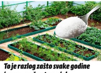 To je razlog zašto svake godine imam savršen travnjak, prekrasnu tuju i bez štetočina: POSPITE OVAJ ADITIV PO BAŠTI, EFEKAT JE NEPROCJENJIV To je razlog zašto svake godine imam savršen travnjak, prekrasnu tuju i bez štetočina: POSPITE OVAJ ADITIV PO BAŠTI, EFEKAT JE NEPROCJENJIV - featured image