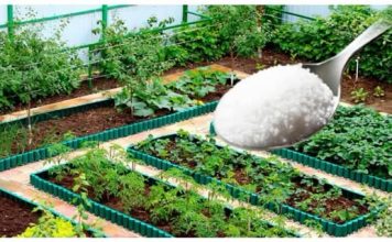 To je razlog zašto svake godine imam savršen travnjak, prekrasnu tuju i bez štetočina: POSPITE OVAJ ADITIV PO BAŠTI, EFEKAT JE NEPROCJENJIV To je razlog zašto svake godine imam savršen travnjak, prekrasnu tuju i bez štetočina: POSPITE OVAJ ADITIV PO BAŠTI, EFEKAT JE NEPROCJENJIV - featured image