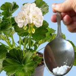 ODMAH JE PROCVJETALA! 1 kašičica za bilo koji kućni cvijet i bujno cvjetanje je zagarantovano! ODMAH JE PROCVJETALA! 1 kašičica za bilo koji kućni cvijet i bujno cvjetanje je zagarantovano! - featured image