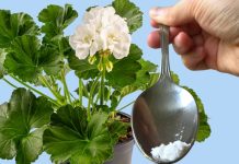 ODMAH JE PROCVJETALA! 1 kašičica za bilo koji kućni cvijet i bujno cvjetanje je zagarantovano! ODMAH JE PROCVJETALA! 1 kašičica za bilo koji kućni cvijet i bujno cvjetanje je zagarantovano! - featured image