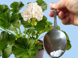 ODMAH JE PROCVJETALA! 1 kašičica za bilo koji kućni cvijet i bujno cvjetanje je zagarantovano! ODMAH JE PROCVJETALA! 1 kašičica za bilo koji kućni cvijet i bujno cvjetanje je zagarantovano! - featured image