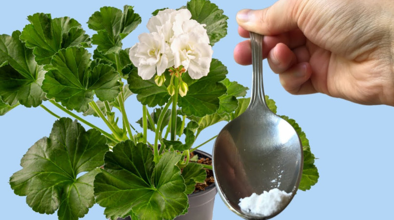 ODMAH JE PROCVJETALA! 1 kašičica za bilo koji kućni cvijet i bujno cvjetanje je zagarantovano! - featured image ODMAH JE PROCVJETALA! 1 kašičica za bilo koji kućni cvijet i bujno cvjetanje je zagarantovano! - featured image