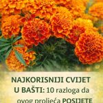 NAJKORISNIJI CVIJET U BAŠTI: 10 razloga da ovog proljeća POSIJETE KADIFE NAJKORISNIJI CVIJET U BAŠTI: 10 razloga da ovog proljeća POSIJETE KADIFE - featured image