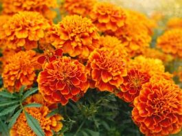 NAJKORISNIJI CVIJET U BAŠTI: 10 razloga da ovog proljeća POSIJETE KADIFE NAJKORISNIJI CVIJET U BAŠTI: 10 razloga da ovog proljeća POSIJETE KADIFE - featured image