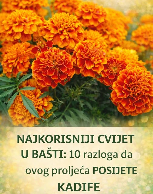 NAJKORISNIJI CVIJET U BAŠTI: 10 razloga da ovog proljeća POSIJETE KADIFE - featured image