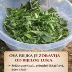 OVA BILJKA JE ZDRAVIJA OD BIJELOG LUKA: Snižava pritisak, prirodni čistač krvi, jetre i žući – UBICA SVIH OTROVA U ORGANIZMU OVA BILJKA JE ZDRAVIJA OD BIJELOG LUKA: Snižava pritisak, prirodni čistač krvi, jetre i žući – UBICA SVIH OTROVA U ORGANIZMU - featured image