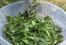 OVA BILJKA JE ZDRAVIJA OD BIJELOG LUKA: Snižava pritisak, prirodni čistač krvi, jetre i žući – UBICA SVIH OTROVA U ORGANIZMU OVA BILJKA JE ZDRAVIJA OD BIJELOG LUKA: Snižava pritisak, prirodni čistač krvi, jetre i žući – UBICA SVIH OTROVA U ORGANIZMU - featured image