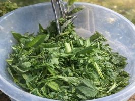 OVA BILJKA JE ZDRAVIJA OD BIJELOG LUKA: Snižava pritisak, prirodni čistač krvi, jetre i žući – UBICA SVIH OTROVA U ORGANIZMU OVA BILJKA JE ZDRAVIJA OD BIJELOG LUKA: Snižava pritisak, prirodni čistač krvi, jetre i žući – UBICA SVIH OTROVA U ORGANIZMU - featured image