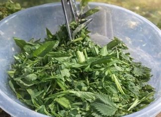 OVA BILJKA JE ZDRAVIJA OD BIJELOG LUKA: Snižava pritisak, prirodni čistač krvi, jetre i žući – UBICA SVIH OTROVA U ORGANIZMU OVA BILJKA JE ZDRAVIJA OD BIJELOG LUKA: Snižava pritisak, prirodni čistač krvi, jetre i žući – UBICA SVIH OTROVA U ORGANIZMU - featured image