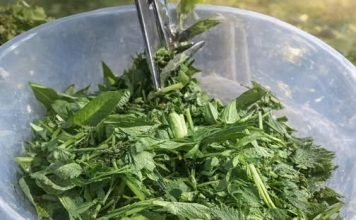 OVA BILJKA JE ZDRAVIJA OD BIJELOG LUKA: Snižava pritisak, prirodni čistač krvi, jetre i žući – UBICA SVIH OTROVA U ORGANIZMU OVA BILJKA JE ZDRAVIJA OD BIJELOG LUKA: Snižava pritisak, prirodni čistač krvi, jetre i žući – UBICA SVIH OTROVA U ORGANIZMU - featured image