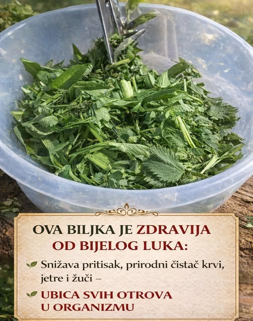 OVA BILJKA JE ZDRAVIJA OD BIJELOG LUKA: Snižava pritisak, prirodni čistač krvi, jetre i žući – UBICA SVIH OTROVA U ORGANIZMU - featured image