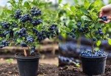 Kako uzgajati DOMAĆE i zdrave BOROVNICE u saksiji – Zalihe TOKOM cijele GODINE! Kako uzgajati DOMAĆE i zdrave BOROVNICE u saksiji – Zalihe TOKOM cijele GODINE! - featured image