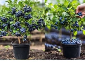 Kako uzgajati DOMAĆE i zdrave BOROVNICE u saksiji – Zalihe TOKOM cijele GODINE! Kako uzgajati DOMAĆE i zdrave BOROVNICE u saksiji – Zalihe TOKOM cijele GODINE! - featured image