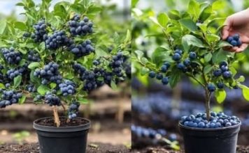 Kako uzgajati DOMAĆE i zdrave BOROVNICE u saksiji – Zalihe TOKOM cijele GODINE! Kako uzgajati DOMAĆE i zdrave BOROVNICE u saksiji – Zalihe TOKOM cijele GODINE! - featured image