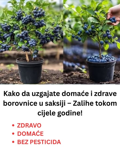 Kako uzgajati DOMAĆE i zdrave BOROVNICE u saksiji – Zalihe TOKOM cijele GODINE! - featured image