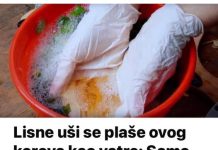 Lisne uši se plaše ovog korova kao vatre: Samo ga prelijte običnim uljem i otjerat će krpelje – blago za svakog vrtlara Lisne uši se plaše ovog korova kao vatre: Samo ga prelijte običnim uljem i otjerat će krpelje – blago za svakog vrtlara - featured image