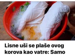 Lisne uši se plaše ovog korova kao vatre: Samo ga prelijte običnim uljem i otjerat će krpelje – blago za svakog vrtlara Lisne uši se plaše ovog korova kao vatre: Samo ga prelijte običnim uljem i otjerat će krpelje – blago za svakog vrtlara - featured image