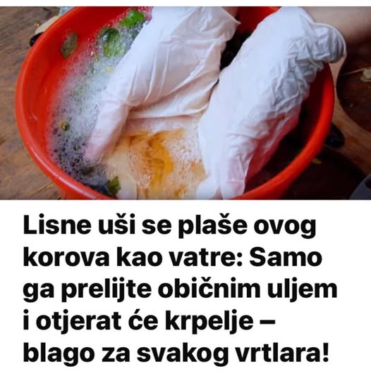Lisne uši se plaše ovog korova kao vatre: Samo ga prelijte običnim uljem i otjerat će krpelje – blago za svakog vrtlara - featured image