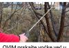 OVIM prskajte VOĆKE već u februaru: NIJEDNA gljivica ili ŠTETOČINA neće imati šanse! OVIM prskajte VOĆKE već u februaru: NIJEDNA gljivica ili ŠTETOČINA neće imati šanse! - featured image