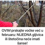 OVIM prskajte VOĆKE već u februaru: NIJEDNA gljivica ili ŠTETOČINA neće imati šanse! OVIM prskajte VOĆKE već u februaru: NIJEDNA gljivica ili ŠTETOČINA neće imati šanse! - featured image
