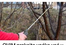 OVIM prskajte VOĆKE već u februaru: NIJEDNA gljivica ili ŠTETOČINA neće imati šanse! OVIM prskajte VOĆKE već u februaru: NIJEDNA gljivica ili ŠTETOČINA neće imati šanse! - featured image