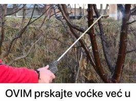 OVIM prskajte VOĆKE već u februaru: NIJEDNA gljivica ili ŠTETOČINA neće imati šanse! OVIM prskajte VOĆKE već u februaru: NIJEDNA gljivica ili ŠTETOČINA neće imati šanse! - featured image