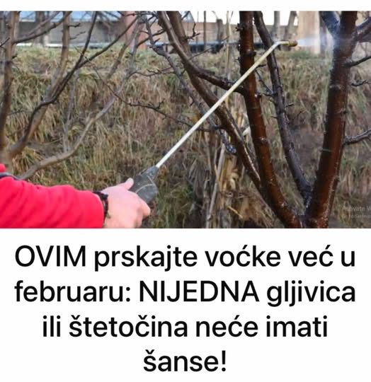 OVIM prskajte VOĆKE već u februaru: NIJEDNA gljivica ili ŠTETOČINA neće imati šanse! - featured image