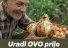 Uradi ovo prije sadnje luka i imat ćeš OGROMNE lukovice! Uradi ovo prije sadnje luka i imat ćeš OGROMNE lukovice! - featured image