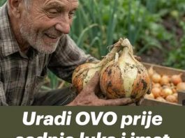 Uradi ovo prije sadnje luka i imat ćeš OGROMNE lukovice! Uradi ovo prije sadnje luka i imat ćeš OGROMNE lukovice! - featured image