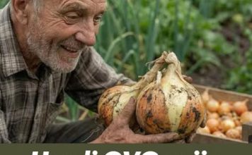 Uradi ovo prije sadnje luka i imat ćeš OGROMNE lukovice! Uradi ovo prije sadnje luka i imat ćeš OGROMNE lukovice! - featured image