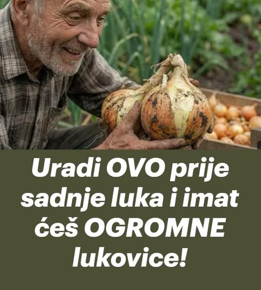 Uradi ovo prije sadnje luka i imat ćeš OGROMNE lukovice! - featured image Uradi ovo prije sadnje luka i imat ćeš OGROMNE lukovice! - featured image