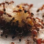 Sa samo jednom kapljicom, možete učiniti da mravi trenutno nestanu – nevjerojatno učinkovit trik za vaš dom!