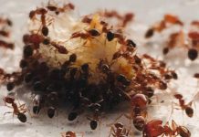 Sa samo jednom kapljicom, možete učiniti da mravi trenutno nestanu – nevjerojatno učinkovit trik za vaš dom!