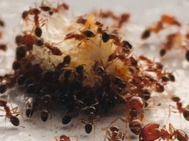 Sa samo jednom kapljicom, možete učiniti da mravi trenutno nestanu – nevjerojatno učinkovit trik za vaš dom!